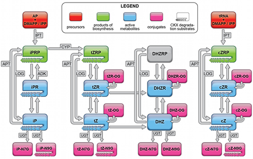 Model metabolických přeměn cytokininů zahrnující všechny dosud známé enzymové dráhy identifikované v rostlinách Arabidopsis thaliana (podle Hošek a Hoyerová) Model metabolické regulace cytokininů